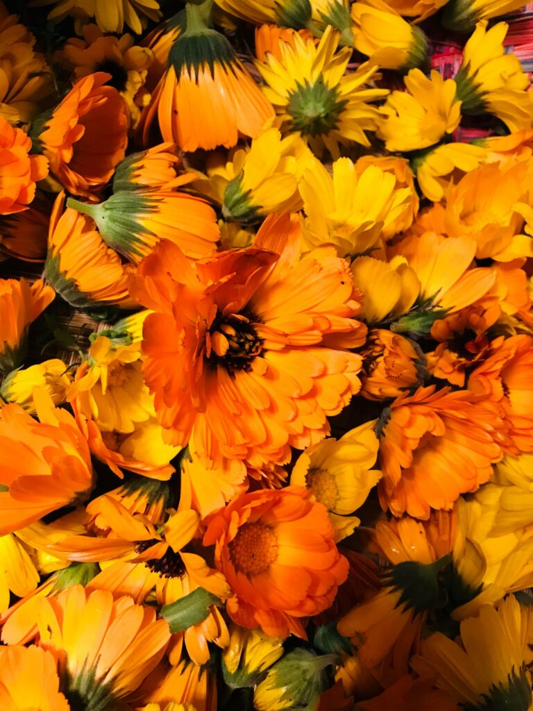 Atelier transformation des plantes à l'Institut Padma