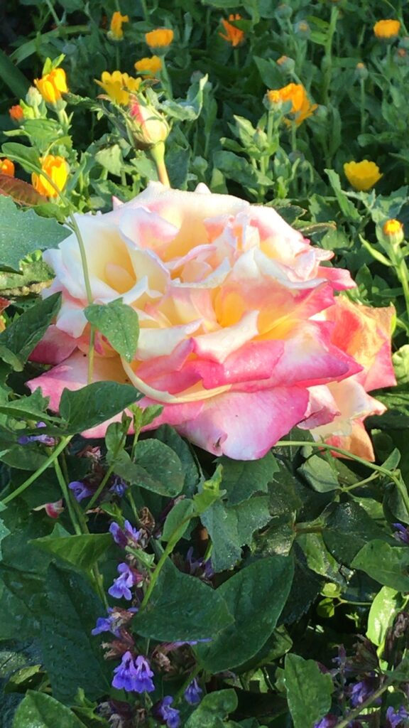 Lucie Belfer Formation Initiation médecine des roses