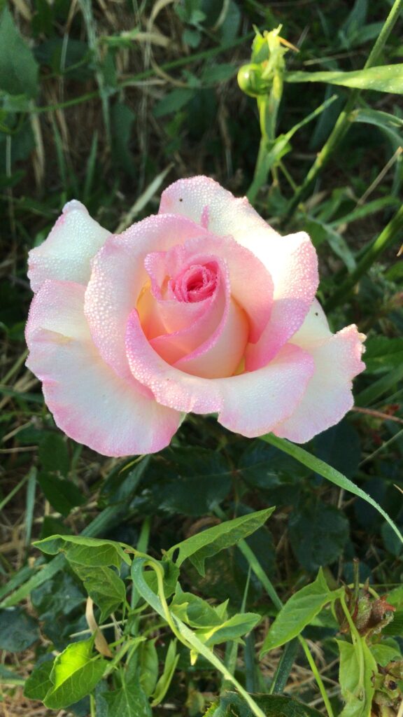 Lucie Belfer Formation Initiation médecine des roses
