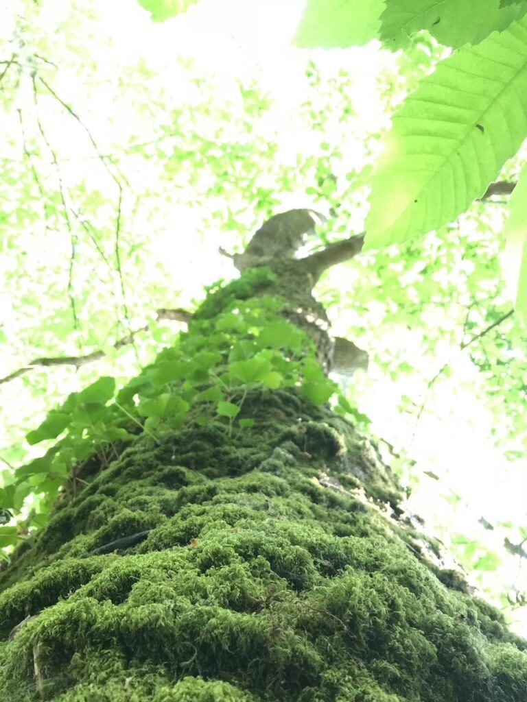 Formation professionnelle sur l'ancrage