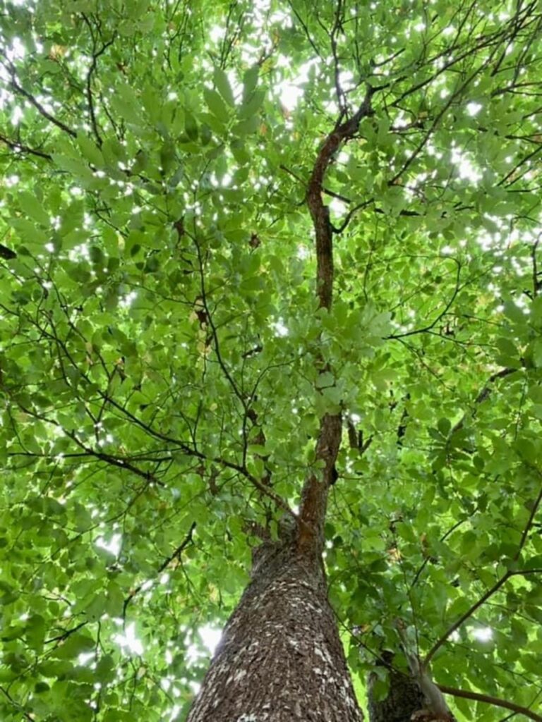 Formation professionnelle sur l'ancrage